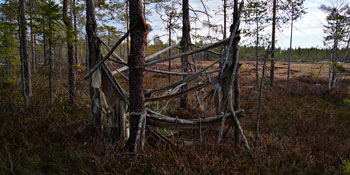 Fågelkoja